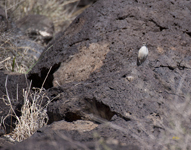 Rock Wren 4859